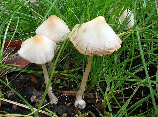 Conocybe hornana     Singer & Hausknecht